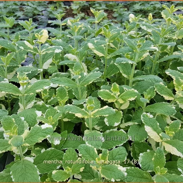 Mentha x rotundifolia 'Variegata'