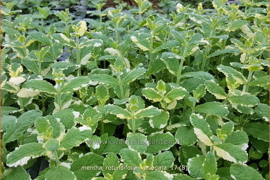 Mentha x rotundifolia 'Variegata'