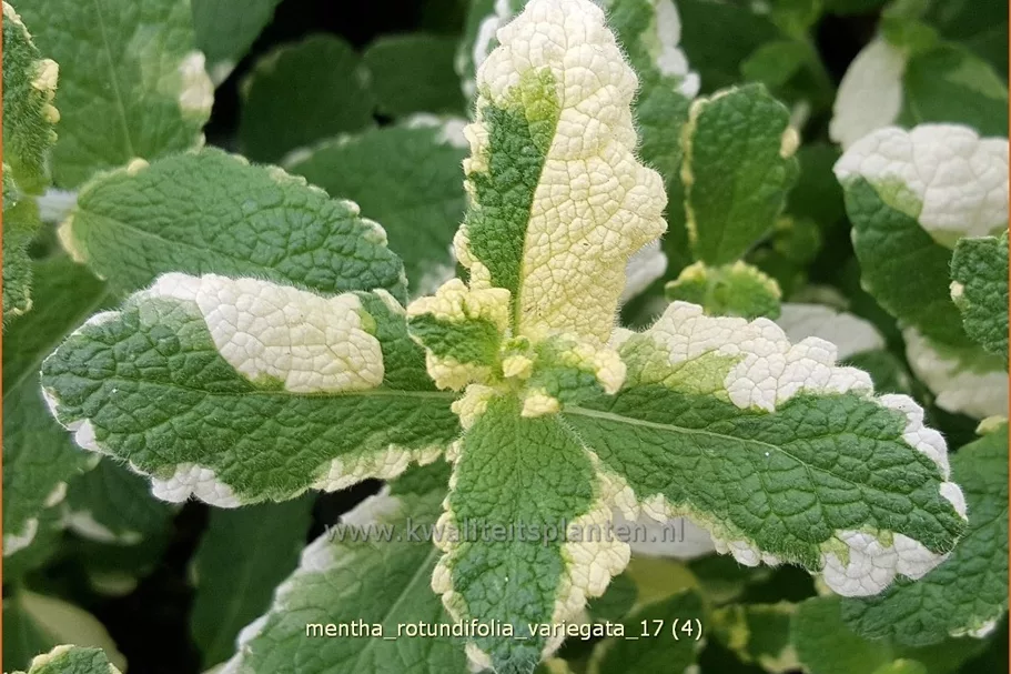 Mentha x rotundifolia 'Variegata'