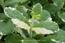 Mentha x rotundifolia 'Variegata'