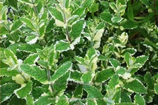 Mentha x rotundifolia 'Variegata'