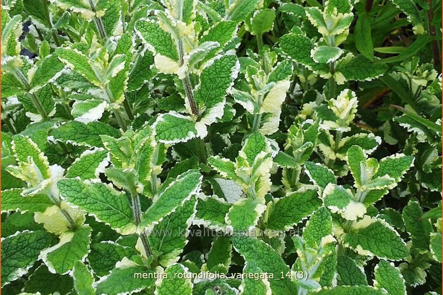 Mentha x rotundifolia 'Variegata'