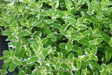 Mentha x rotundifolia 'Variegata'