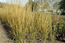 Molinia arundinacea 'Skyracer'