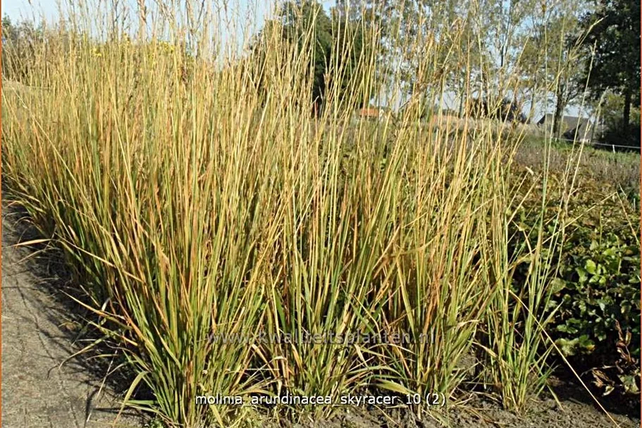 Molinia arundinacea 'Skyracer'