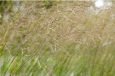 Molinia arundinacea 'Transparent'