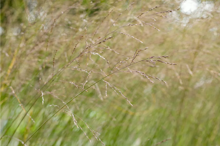Molinia arundinacea 'Transparent'