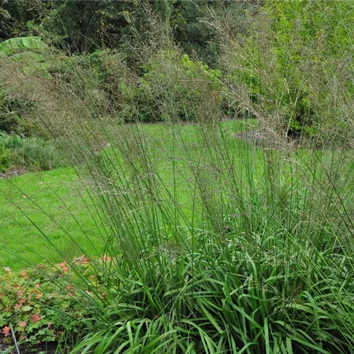 Molinia arundinacea 'Transparent'