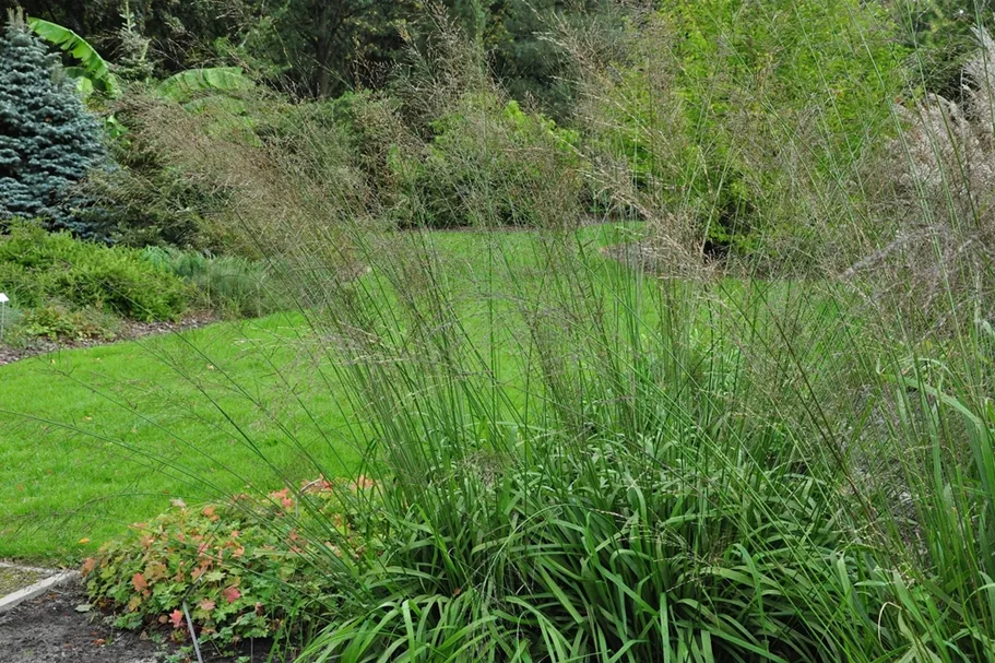 Molinia arundinacea 'Transparent'