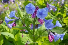 Mertensia virginica (pot 11 cm)