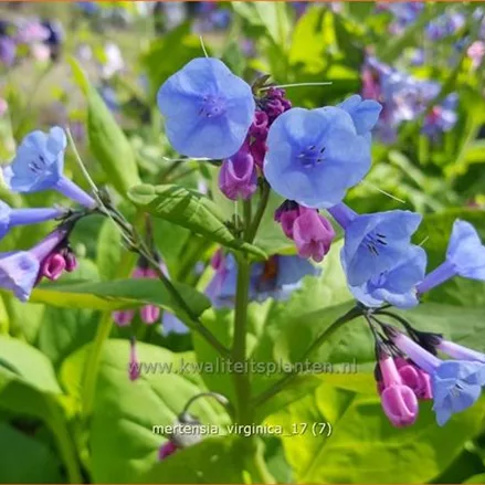 Mertensia virginica (pot 11 cm)