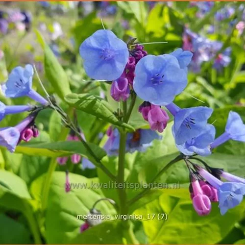 Mertensia virginica (pot 11 cm)