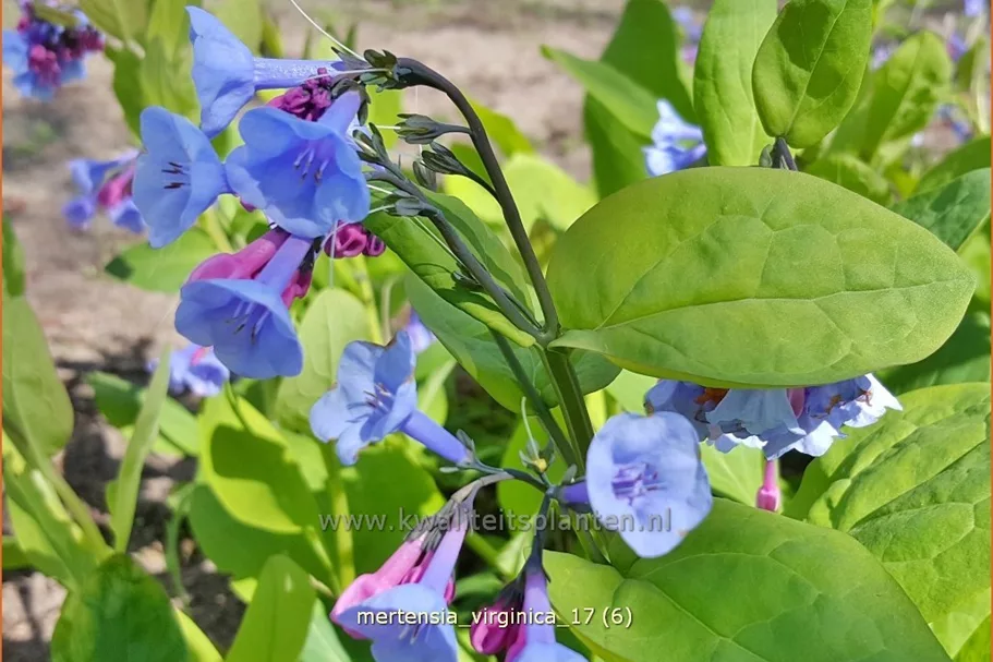 Mertensia virginica (pot 11 cm)