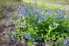 Mertensia virginica (pot 11 cm)
