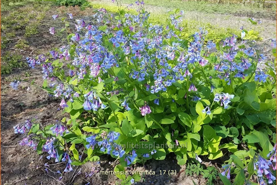 Mertensia virginica (pot 11 cm)