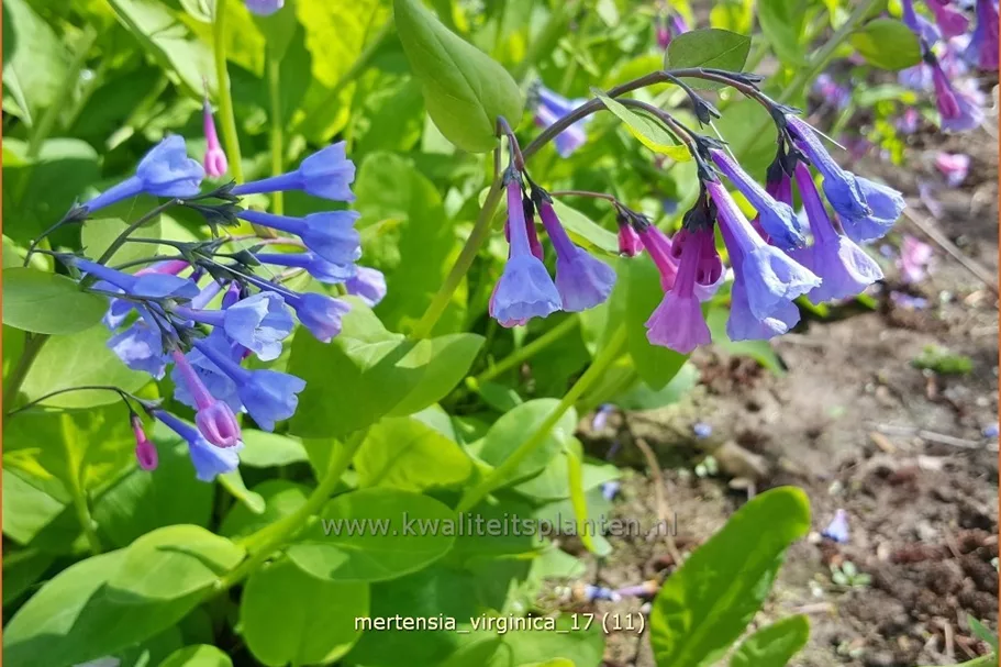 Mertensia virginica (pot 11 cm)