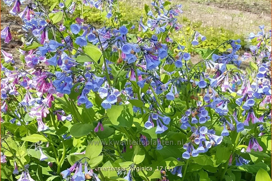 Mertensia virginica (pot 11 cm)