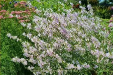 Lythrum virgatum 'Sunfields Beauty'