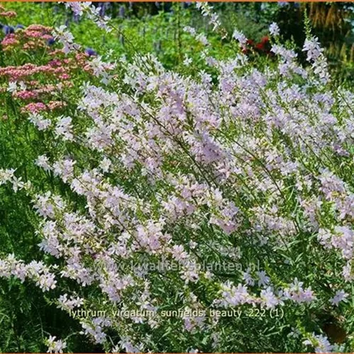 Lythrum virgatum 'Sunfields Beauty'