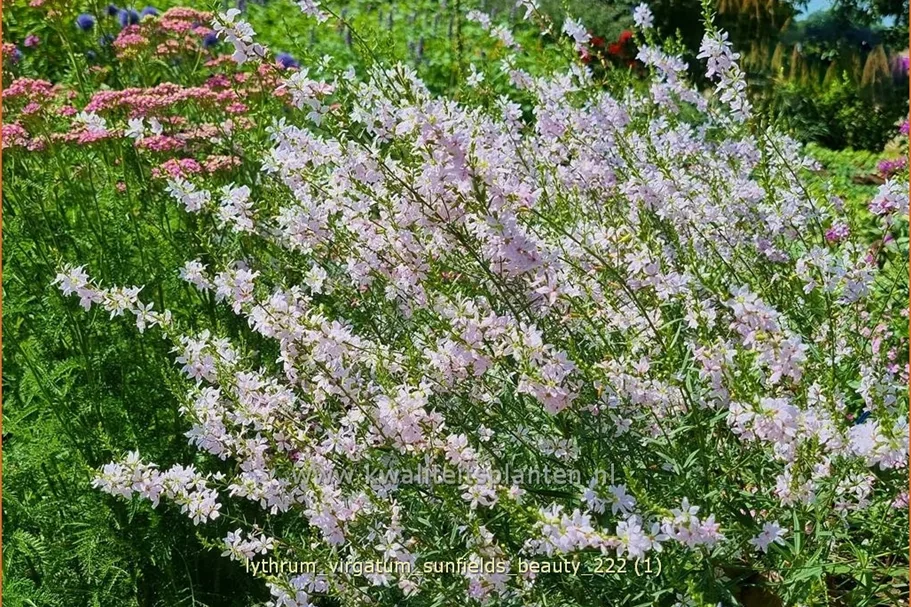 Lythrum virgatum 'Sunfields Beauty'