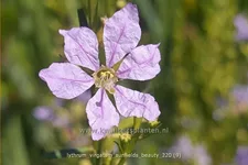 Lythrum virgatum 'Sunfields Beauty'