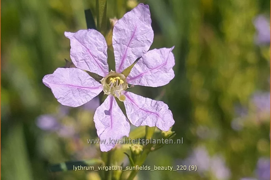 Lythrum virgatum 'Sunfields Beauty'