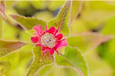 Monarda fistulosa 'Croftway Pink'