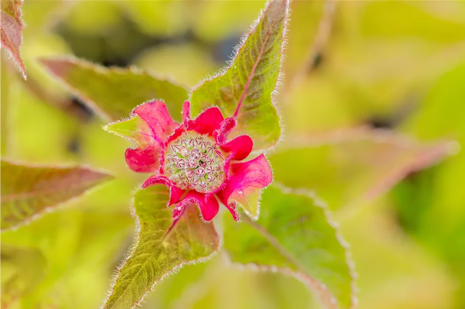 Monarda fistulosa 'Croftway Pink'