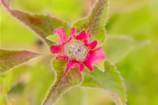 Monarda fistulosa 'Croftway Pink'