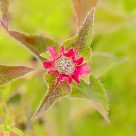 Monarda fistulosa 'Croftway Pink'