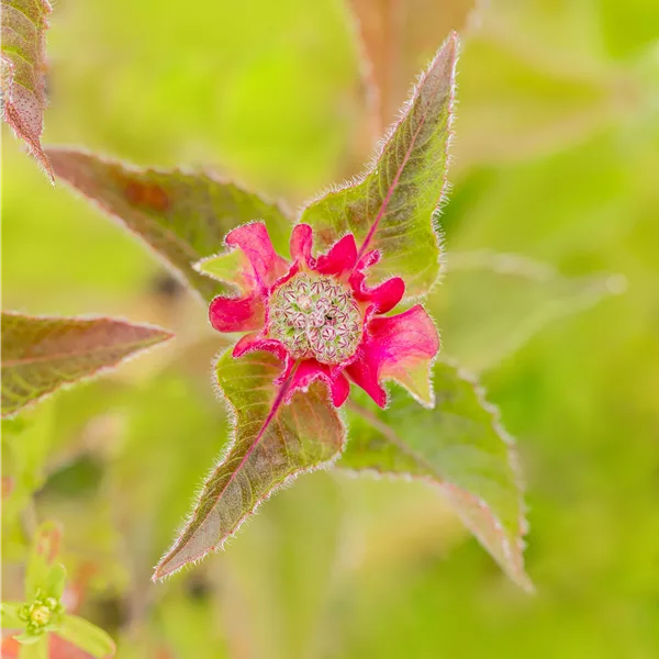 Monarda fistulosa 'Croftway Pink'