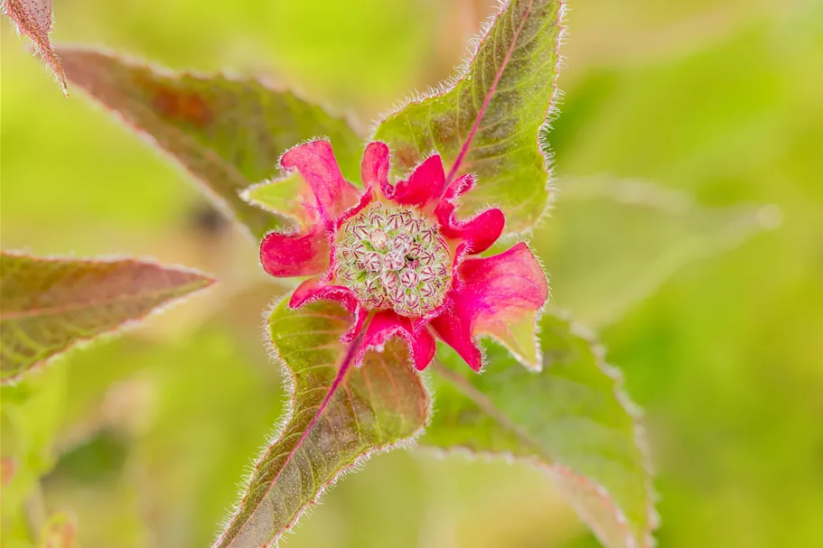 Monarda fistulosa 'Croftway Pink'