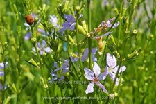 Lythrum virgatum 'Sunfields Beauty'