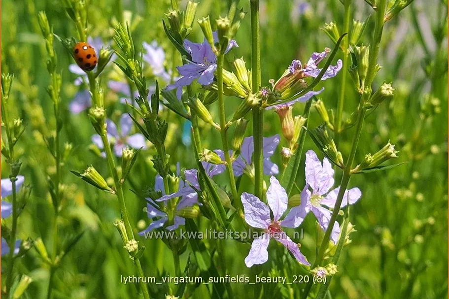 Lythrum virgatum 'Sunfields Beauty'
