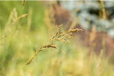 Molinia arundinacea 'Windspiel'