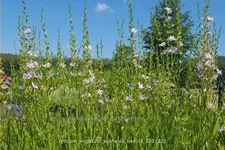 Lythrum virgatum 'Sunfields Beauty'