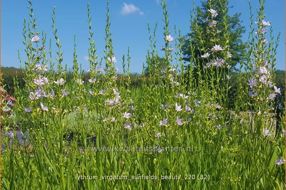 Lythrum virgatum 'Sunfields Beauty'
