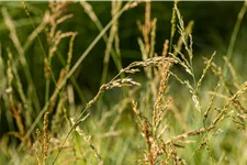 Molinia arundinacea 'Windspiel'