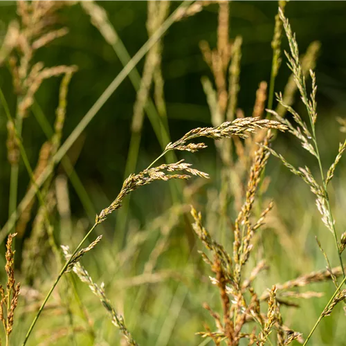 Molinia arundinacea 'Windspiel'