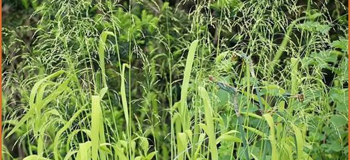 Milium effusum 'Aureum'