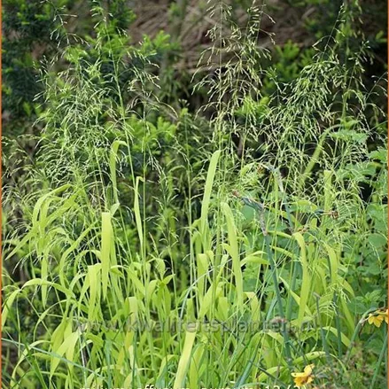 Milium effusum 'Aureum'