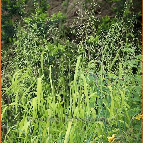 Milium effusum 'Aureum'