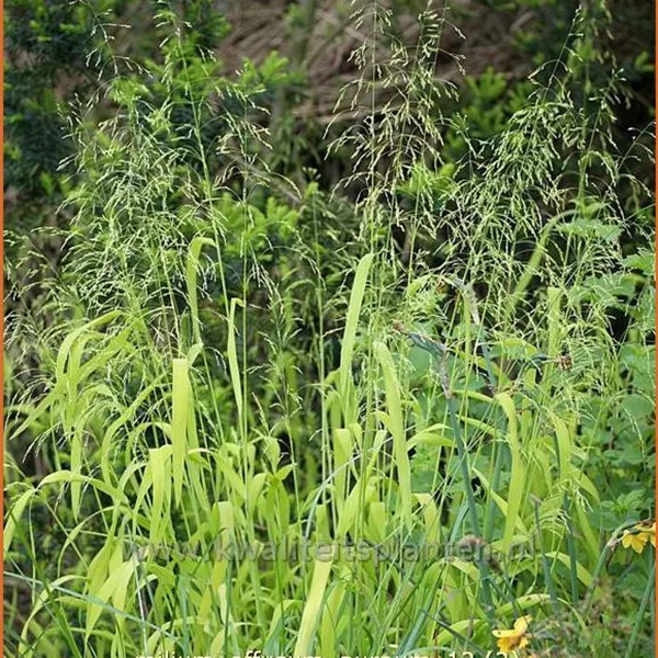 Milium effusum 'Aureum'