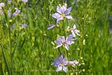 Lythrum virgatum 'Sunfields Beauty'