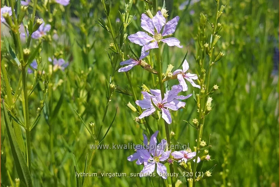 Lythrum virgatum 'Sunfields Beauty'