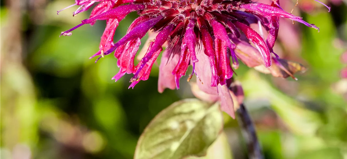 Monarda 'Donnerwolke'