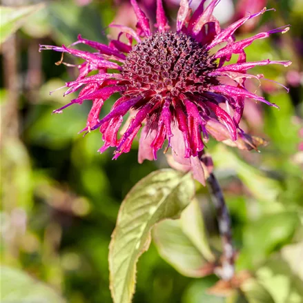 Monarda 'Donnerwolke'