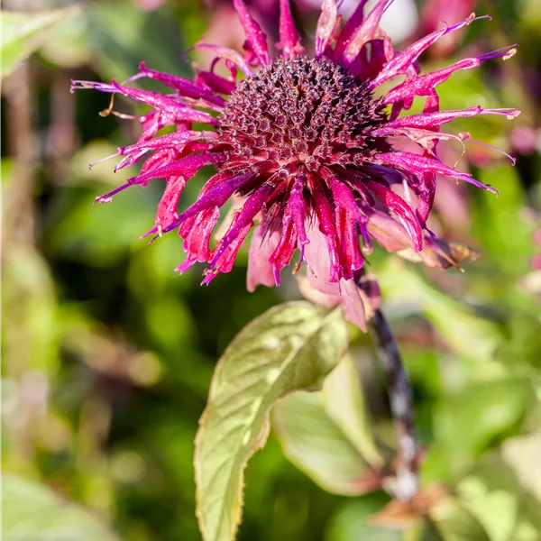 Monarda 'Donnerwolke'