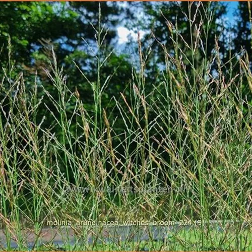 Molinia arundinacea 'Witches Broom'