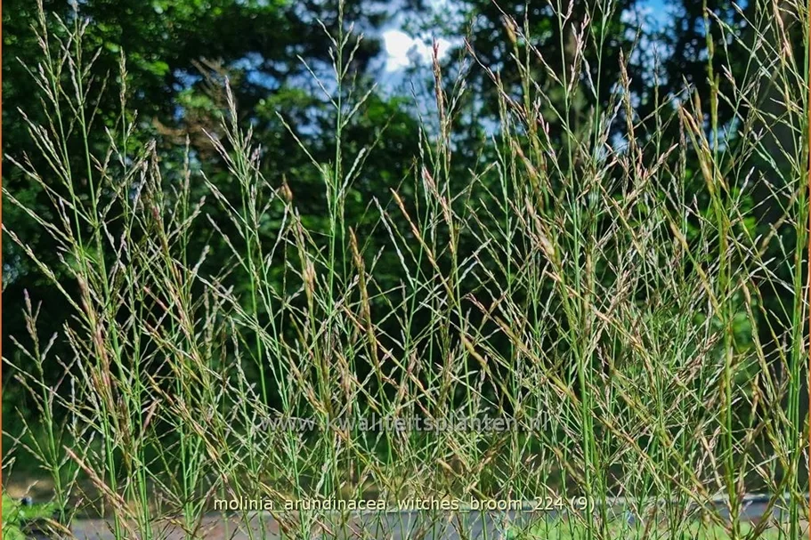 Molinia arundinacea 'Witches Broom'